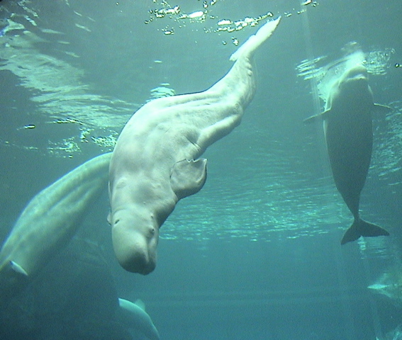 Graceful Belugas!