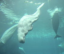 Graceful Belugas!